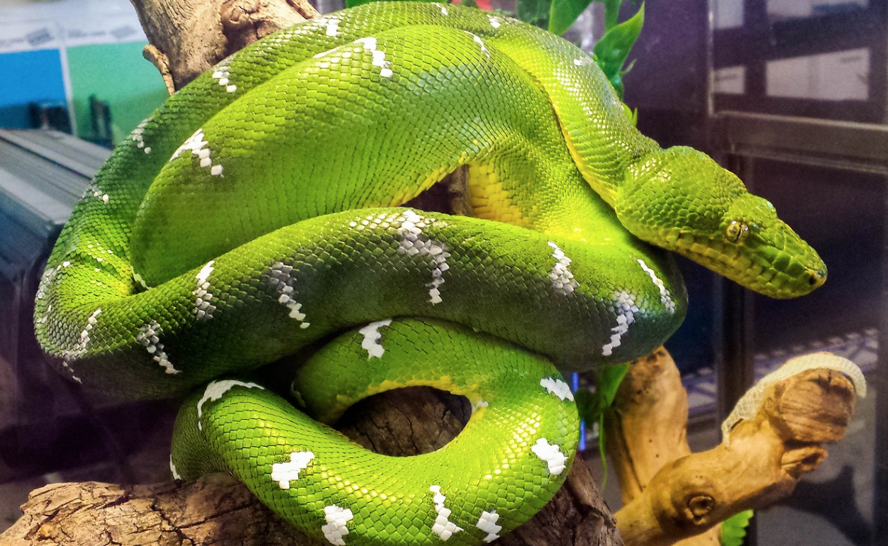 Emerald Tree Boa - Georgia Aquarium