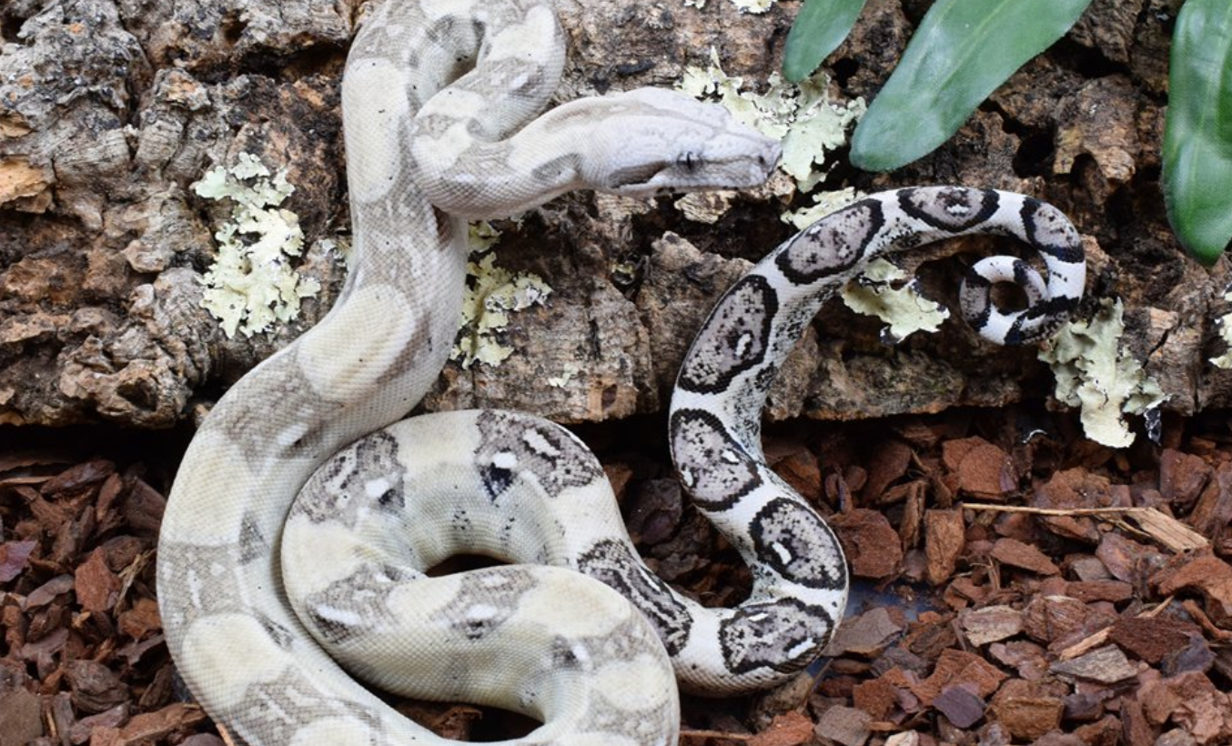 Learn More about Boa Constrictors