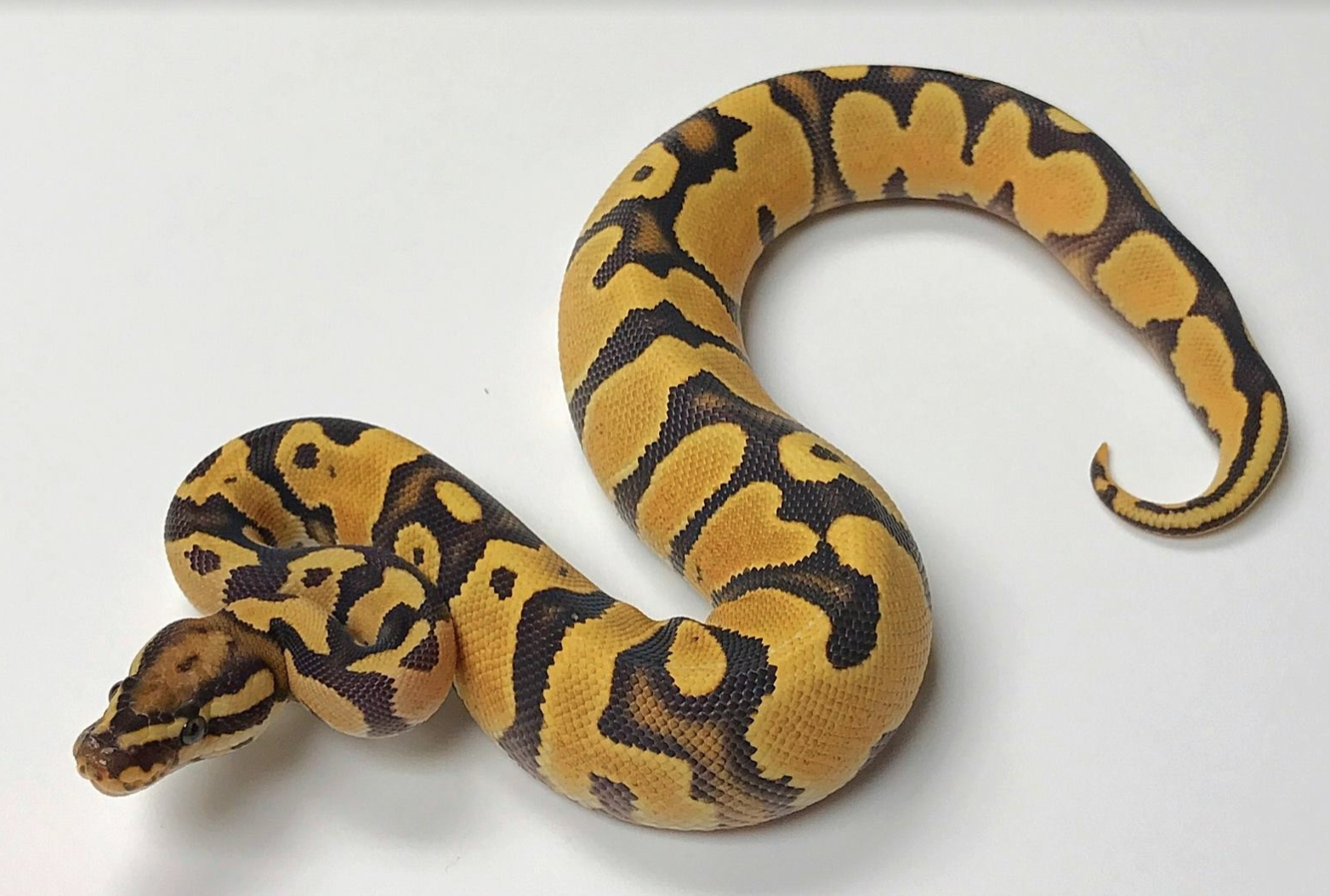 Learn More about Ball Python Snakes