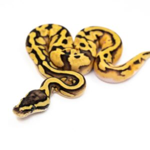 Available Amazon Basins, Ball Pythons, And Boa Constrictors For Sale |  Snake Country