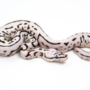 Available Amazon Basins, Ball Pythons, And Boa Constrictors For Sale |  Snake Country