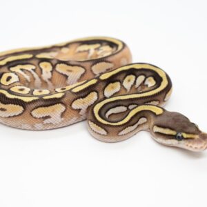 MIRA Ball Pythons - ♂️ 1.0 Banana Mojave Pastel Phantom Spider