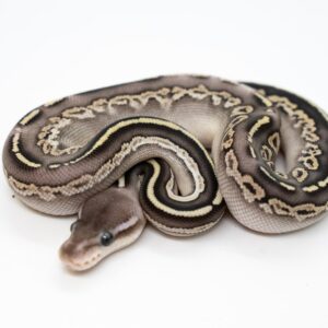 MIRA Ball Pythons - ♂️ 1.0 Banana Mojave Pastel Phantom Spider