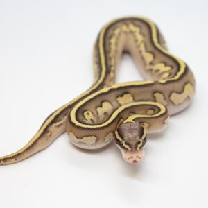 Available Amazon Basins, Ball Pythons, And Boa Constrictors For Sale |  Snake Country