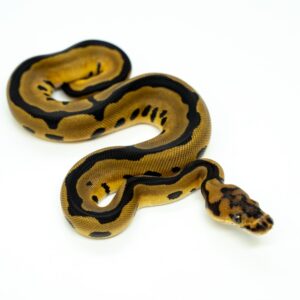 Ball Pythons For Sale | Buy A Ball Python Snake | Snake Country